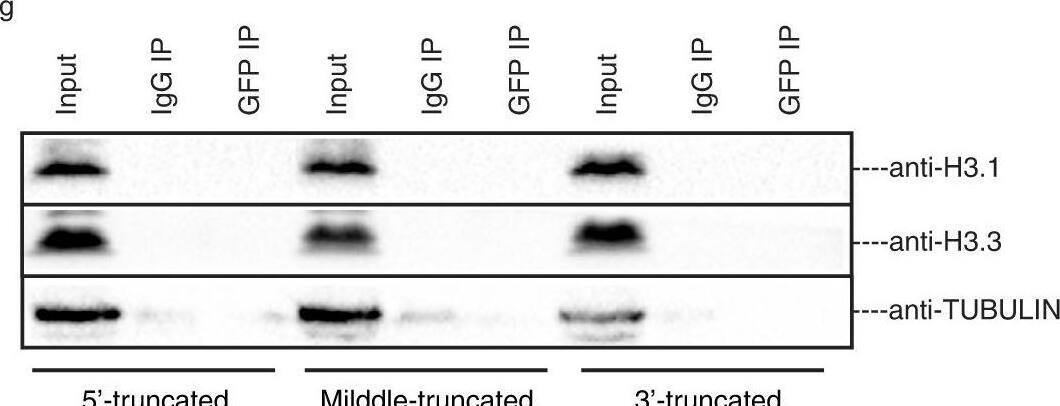 Abnormal H3K9me3 is incidental to incorrect H3.1/3.2 incorporation introduced by major satellite RNA.a Immunostaining for H3.1/3.2 and H3.3 in representative pronucleus of Ctrl and MajSat_OE zygotes. Scale bars, 20 um. Representative images from 3 biological replicates, with each replicate containing at least 10 zygotes. b Scatterplot showing H3.1/3.2 and H3.3 fluorescence intensity mean values in pronucleus of Ctrl and MajSat_OE zygotes. The statistical data are expressed as mean +/- SEM, *p < 0.05 and ns means not significant (H3.1/3.2: male p = 0.0438, female p = 0.6590, H3.3: male p = 0.0380, female p = 0.5885) by two-sided Student’s t test for each comparison. Each treatment contains 3 biological replicates, with each replicate containing at least 5 zygotes. c Immunostaining for H3K14ac in representative pronucleus of Ctrl and Lsm1_KD zygote. Scale bars, 20 um. Representative images from 3 biological replicates, with each replicate containing at least 10 zygotes. d Immunostaining for H3K14ac in representative pronucleus of Ctrl and MajSat_OE zygote. Scale bars, 20 um. Representative images from 3 biological replicates, with each replicate containing at least 10 zygotes. e Scheme for the RNA pulldown to determine the interaction between MajSat RNA and H3.1/H3.3. f, g Pulldown of H3.1, H3.3 using intact and truncated MajSat RNA. Representative images from 3 biological replicates. Image collected and cropped by CiteAb from the following open publication (//pubmed.ncbi.nlm.nih.gov/36810573), licensed under a CC-BY license. Not internally tested by Novus Biologicals.