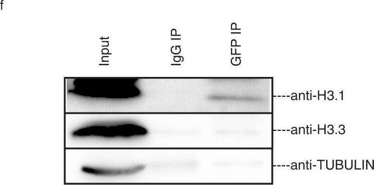 Abnormal H3K9me3 is incidental to incorrect H3.1/3.2 incorporation introduced by major satellite RNA.a Immunostaining for H3.1/3.2 and H3.3 in representative pronucleus of Ctrl and MajSat_OE zygotes. Scale bars, 20 um. Representative images from 3 biological replicates, with each replicate containing at least 10 zygotes. b Scatterplot showing H3.1/3.2 and H3.3 fluorescence intensity mean values in pronucleus of Ctrl and MajSat_OE zygotes. The statistical data are expressed as mean +/- SEM, *p < 0.05 and ns means not significant (H3.1/3.2: male p = 0.0438, female p = 0.6590, H3.3: male p = 0.0380, female p = 0.5885) by two-sided Student’s t test for each comparison. Each treatment contains 3 biological replicates, with each replicate containing at least 5 zygotes. c Immunostaining for H3K14ac in representative pronucleus of Ctrl and Lsm1_KD zygote. Scale bars, 20 um. Representative images from 3 biological replicates, with each replicate containing at least 10 zygotes. d Immunostaining for H3K14ac in representative pronucleus of Ctrl and MajSat_OE zygote. Scale bars, 20 um. Representative images from 3 biological replicates, with each replicate containing at least 10 zygotes. e Scheme for the RNA pulldown to determine the interaction between MajSat RNA and H3.1/H3.3. f, g Pulldown of H3.1, H3.3 using intact and truncated MajSat RNA. Representative images from 3 biological replicates. Image collected and cropped by CiteAb from the following open publication (//pubmed.ncbi.nlm.nih.gov/36810573), licensed under a CC-BY license. Not internally tested by Novus Biologicals.