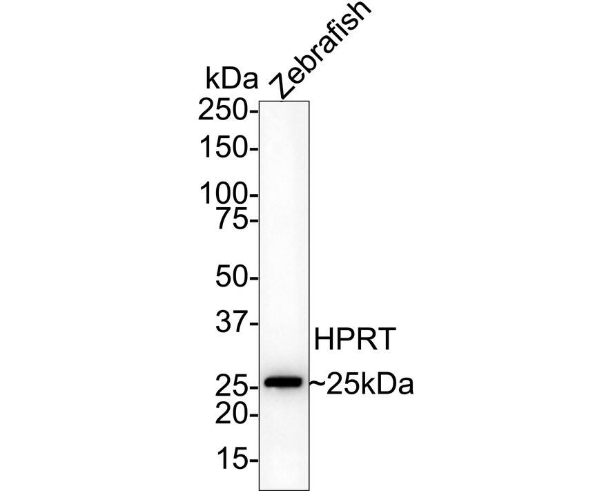 Western blot analysis of  zebrafish tissue lysates with NBP2-75528 at 1/1,000 dilution. Lysates/proteins at 10 µg/Lane. Predicted band size: 25 kDa Observed band size: 25 kDa Exposure time: 2 minutes 18 seconds;  4-20% SDS-PAGE gel. Proteins were transferred to a PVDF membrane and blocked with 5% NFDM/TBST for 1 hour at room temperature. NBP2-75528 at 1/1,000 dilution was used in 5% NFDM/TBST at 4℃ overnight. Goat Anti-Rabbit IgG [HRP] Secondary Antibody at 1/50,000 dilution was used for 1 hour at room temperature.