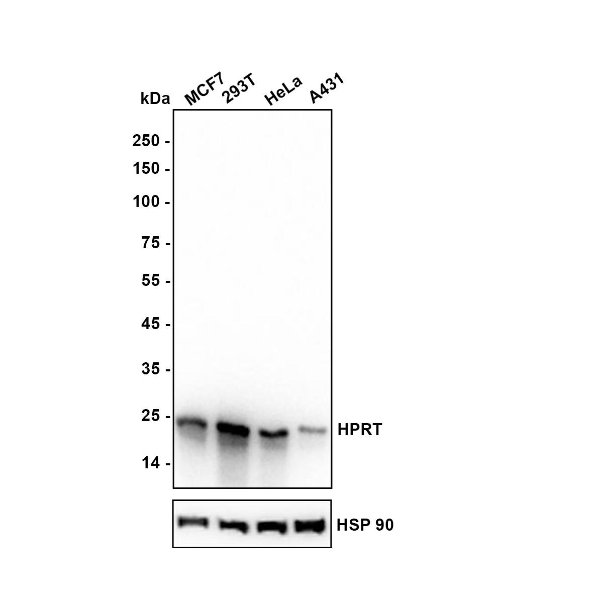Western blot analysis on different lysates with NBP2-75528 at 1/2,000 dilution. Lane 1: MCF7 (Human breast cancer cell) cell lysate Lane 2: 293T (Human embryonic kidney cell) cell lysate Lane 3: HeLa (Human cervical adenocarcinoma cell) cell lysate Lane 4: A431 (Human epidermoid carcinoma skin squamous cell) cell lysate Lysates/proteins at 20 µg/Lane. Exposure time: 8 seconds Blocking: 5% NFDM/TBST, 1 hour at room temperature Primary antibody: NBP2-75528, 1/2,000 in primary antibody dilution buffer, overnight at 4 ℃ Secondary antibody: Goat Anti-Rabbit IgG [HRP] Secondary Antibody, 1/50,000 in 5% NFDM/TBST, 1 hour at room temperature Predicted band size: 25 kDa Observed band size: 25 kDa