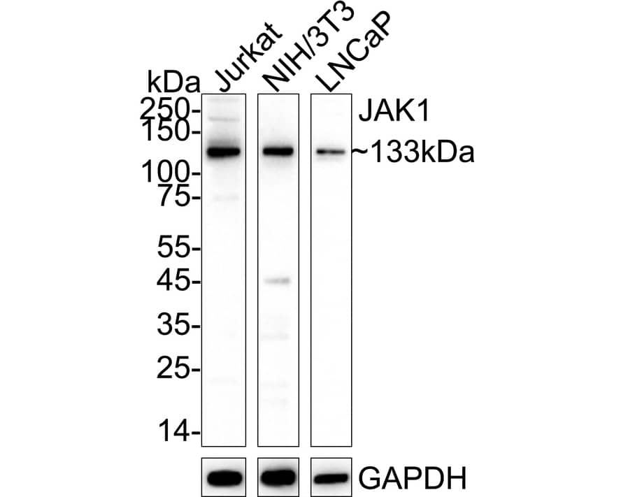 Western blot analysis on different lysates with NBP2-75547 at 1/1,000 dilution. Lane 1: Jurkat cell lysate Lane 2: NIH/3T3 cell lysate Lane 3: LNCaP cell lysate Lysates/proteins at 10 µg/Lane. Predicted band size: 133 kDa Observed band size: 133 kDa Exposure time: 1 minute 40 seconds;  4-20% SDS-PAGE gel. Proteins were transferred to a PVDF membrane and blocked with 5% NFDM/TBST for 1 hour at room temperature. NBP2-75547 at 1/1,000 dilution was used in 5% NFDM/TBST at 4℃ overnight. Goat Anti-Rabbit IgG [HRP] Secondary Antibody at 1/50,000 dilution was used for 1 hour at room temperature.