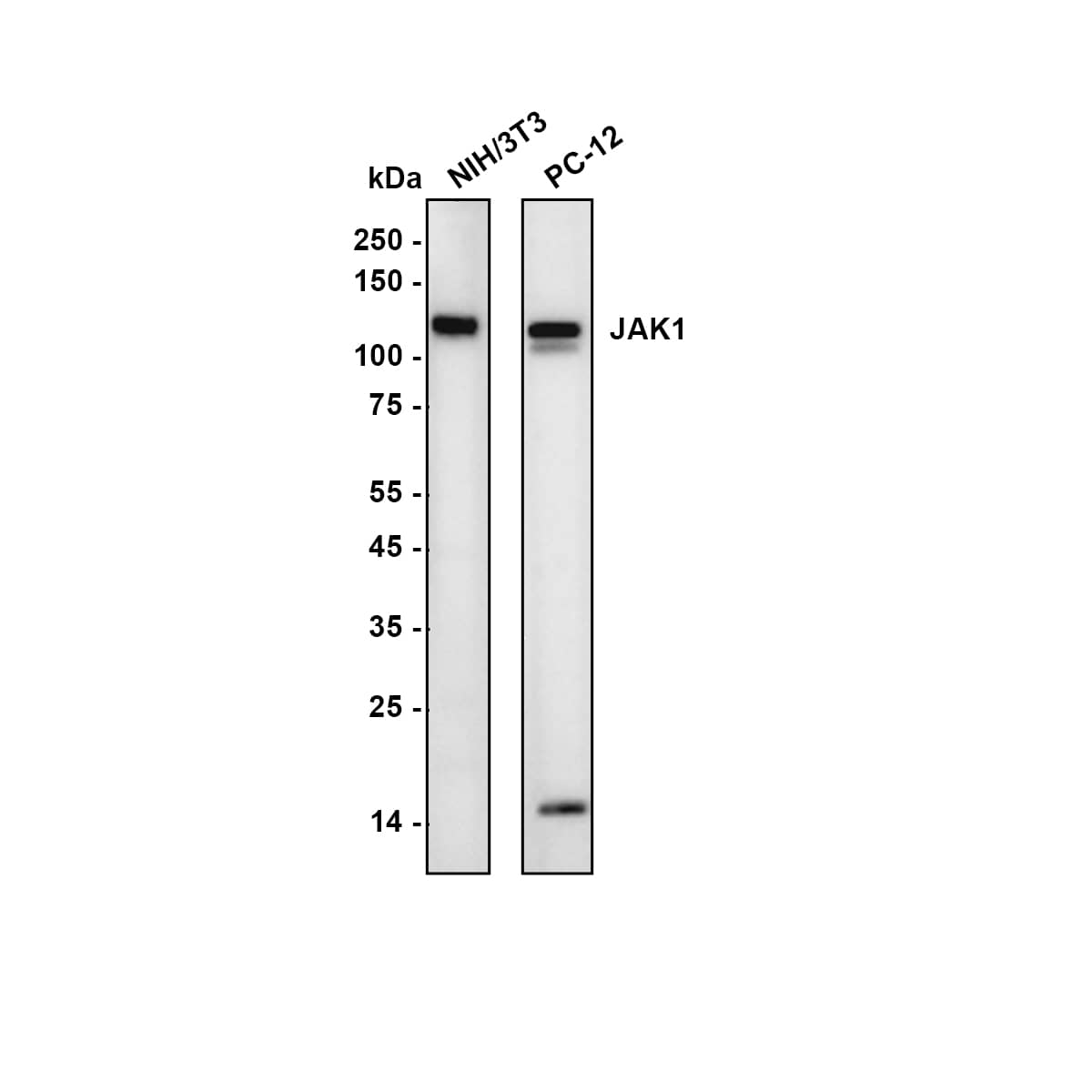 Western blot analysis on different lysates with NBP2-75547 at 1/1,000 dilution. Lane 1: NIH/3T3 (Mouse fibroblast) cell lysate Lane 2: PC-12 (Rat pheochromocytoma cell (undifferentiated)) cell lysate Lysates/proteins at 10 µg/Lane. Exposure time: 1 minute 2 seconds Blocking: 5% NFDM/TBST, 1 hour at room temperature Primary antibody: NBP2-75547, 1/1,000 in primary antibody dilution buffer, 2 hours at room temperature Secondary antibody: Goat Anti-Rabbit IgG [HRP] Secondary Antibody, 1/50,000 in 5% NFDM/TBST, 1 hour at room temperature Predicted band size: 133 kDa Observed band size: 133 kDa