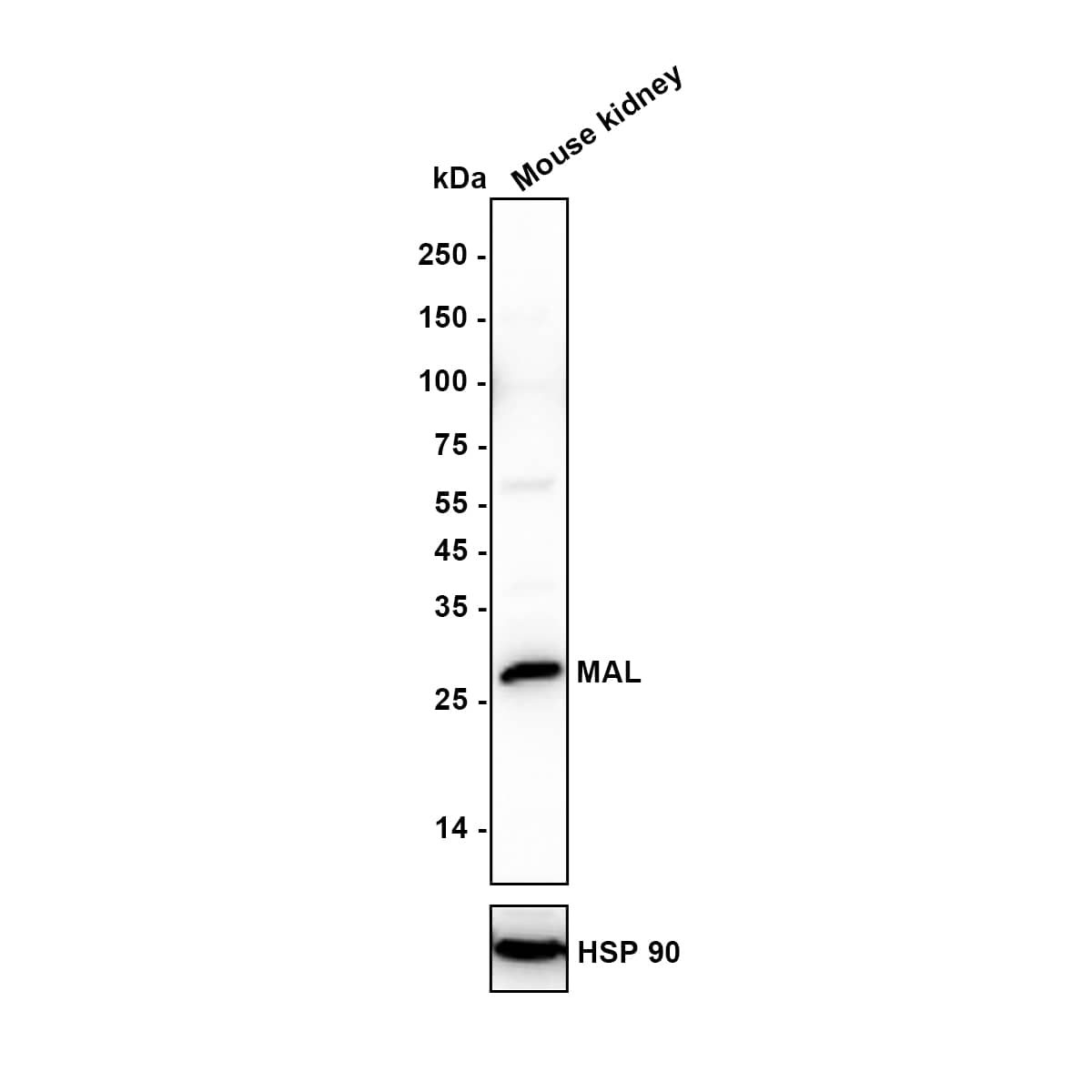 Western blot analysis of  Mouse kidney tissue lysate with NBP2-75563 at 1/1,000 dilution. Lysates/proteins at 20 µg/Lane. Exposure time: 100 seconds Blocking: 5% NFDM/TBST, 1 hour at room temperature Primary antibody: NBP2-75563, 1/1,000 in 5% NFDM/TBST, overnight at 4 ℃ Secondary antibody: Goat Anti-Rabbit IgG [HRP] Secondary Antibody, 1/5,000 in 5% NFDM/TBST, 1 hour at room temperature Predicted band size: 17 kDa Observed band size: 25 kDa