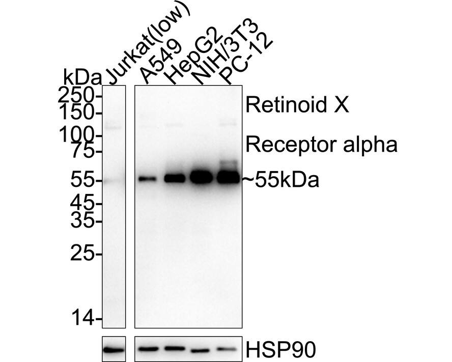 Western blot analysis on different lysates with NBP2-75653 at 1/1,000 dilution. Lane 1: Jurkat cell lysate (low expression) Lane 2: A549 cell lysate Lane 3: HepG2 cell lysate Lane 4: NIH/3T3 cell lysate Lane 5: PC-12 cell lysate Lysates/proteins at 20 µg/Lane. Predicted band size: 51 kDa Observed band size: 55 kDa Exposure time: 2 minutes;  4-20% SDS-PAGE gel. Proteins were transferred to a PVDF membrane and blocked with 5% NFDM/TBST for 1 hour at room temperature. NBP2-75653 at 1/1,000 dilution was used in primary antibody dilution at 4℃ overnight. Goat Anti-Rabbit IgG [HRP] Secondary Antibody at 1/50,000 dilution was used for 1 hour at room temperature.
