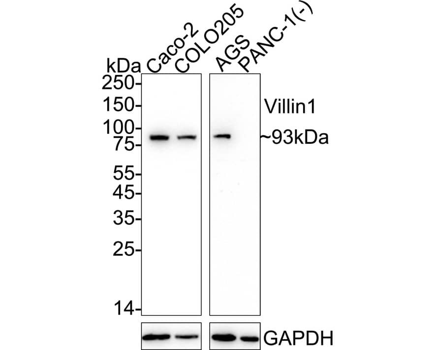 Western blot analysis on different lysates with NBP2-75707 at 1/5,000 dilution. Lane 1: Caco-2 cell lysate (20 µg/Lane) Lane 2: COLO205 cell lysate (20 µg/Lane) Lane 3: AGS cell lysate (20 µg/Lane) Lane 4: PANC-1 cell lysate (negative) (20 µg/Lane) Predicted band size: 93 kDa Observed band size: 93 kDa Exposure time: Lane 1-2: 16 seconds; Lane 3-4: 3 minutes;  4-20% SDS-PAGE gel. Proteins were transferred to a PVDF membrane and blocked with 5% NFDM/TBST for 1 hour at room temperature. NBP2-75707 at 1/5,000 dilution was used in 5% NFDM/TBST at 4℃ overnight. Goat Anti-Rabbit IgG [HRP] Secondary Antibody at 1/50,000 dilution was used for 1 hour at room temperature.