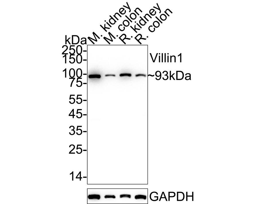 Western blot analysis on different lysates with NBP2-75707 at 1/2,000 dilution. Lane 1: Mouse kidney tissue lysate Lane 2: Mouse colon tissue lysate Lane 3: Rat kidney tissue lysate Lane 4: Rat colon tissue lysate Lysates/proteins at 20 µg/Lane. Predicted band size: 93 kDa Observed band size: 93 kDa Exposure time: 25 seconds;  4-20% SDS-PAGE gel. Proteins were transferred to a PVDF membrane and blocked with 5% NFDM/TBST for 1 hour at room temperature. NBP2-75707 at 1/2,000 dilution was used in 5% NFDM/TBST at 4℃ overnight. Goat Anti-Rabbit IgG [HRP] Secondary Antibody at 1/50,000 dilution was used for 1 hour at room temperature.