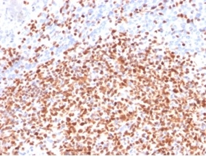 Formalin-fixed, paraffin-embedded human lymph node stained with OCT2 antibody (OCT2/2137). HIER: Tris/EDTA, pH9.0, 45min. Secondary: HRP-polymer, 30min. DAB, 5min.
