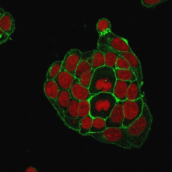 Immunofluorescence staining of MCF-7 cells using Glut1 Antibody (GLUT1/2476) - Azide and BSA Free followed by goat anti-Mouse IgG conjugated to CF488 (green). Nuclei are stained with Reddot.