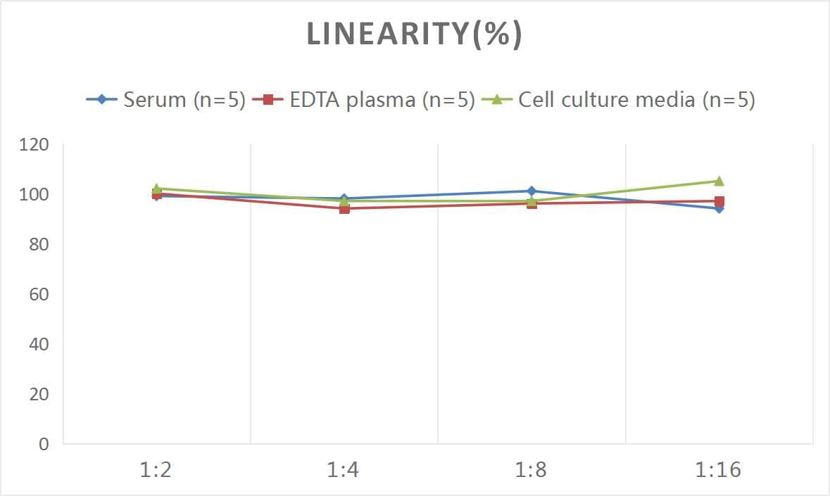 ELISA: Human Collagen V alpha 2 ELISA Kit (Chemiluminescence) [NBP2-75873] - Samples were spiked with high concentrations of Human Collagen V alpha 2 and diluted with Reference Standard & Sample Diluent to produce samples with values within the range of the assay.