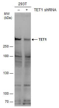 <b>Genetic Strategies Validation. </b>Western Blot: TET1 Antibody [NBP2-76345] - Non-transfected (–) and transfected (+) 293T whole cell extracts (50 ug) were separated by 5% SDS-PAGE, and the membrane was blotted with TET1 antibody [N3C1]  diluted at 1:1000. The HRP-conjugated anti-rabbit IgG antibody  was used to detect the primary antibody.