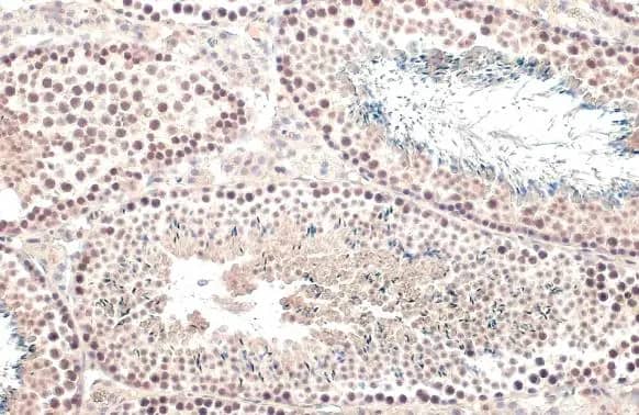 Immunohistochemistry-Paraffin: TET1 Antibody [NBP2-76345] - TET1 antibody [N3C1] detects TET1 protein at nucleus by immunohistochemical analysis.Sample: Paraffin-embedded mouse testis.TET1 stained by TET1 antibody [N3C1] (NBP2-76345) diluted at 1:500.Antigen Retrieval: Citrate buffer, pH 6.0, 15 min