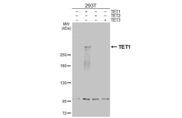 Western Blot TET1 Antibody - BSA Free