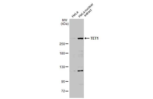 Western Blot TET1 Antibody - BSA Free