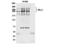 Immunoprecipitation: KMT2A/MLL Antibody (BL-175-7E8) [NBP2-76397] - Whole cell lysate (1.0 mg per IP reaction; 20% of IP loaded) from HEK293T cells prepared using NETN lysis buffer. Antibodies: Rabbit antiMLL1 recombinant monoclonal antibody [BL-175-7E8used for IP at 6 ul/mg lysate. MLL1 was also immunoprecipitated by a previous lot of this antibody and another antibody against a different epitope of MLL1. For blotting immunoprecipitated MLL1, was used at 1:1000. Chemiluminescence with an exposure time of 75 seconds.