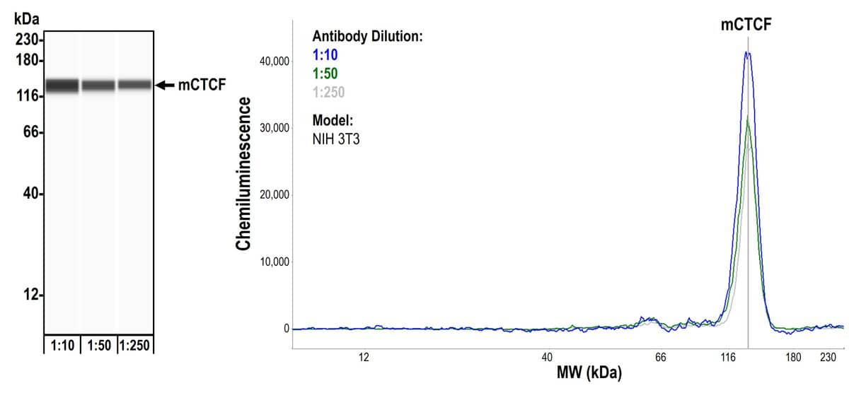 Simple Western: CTCF Antibody (BLR041F) [NBP2-76420] - Detection of mouse CTCF by Simple Western™. Samples: Whole cell lysate (2.0 mg/mL) from NIH 3T3 cells prepared using NETN lysis buffer. Antibody: Rabbit anti-CTCF recombinant monoclonal antibody [BLR041F] (NBP2-76420) used at 1:10, 1:50, and 1:250. Separation and Detection: SallySue ProteinSimple instrument with the 12-230 kDa separation module and anti-Rabbit detection module. Left Panel: Virtual Lane View. Right Panel: Electropherogram. Image validated internally.