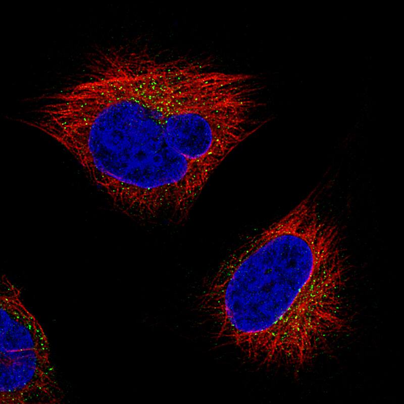 Staining of U-251 cells, showing specific staining in vesicles in green. Microtubule- and nuclear probes are visualized in red and blue, respectively (where available).