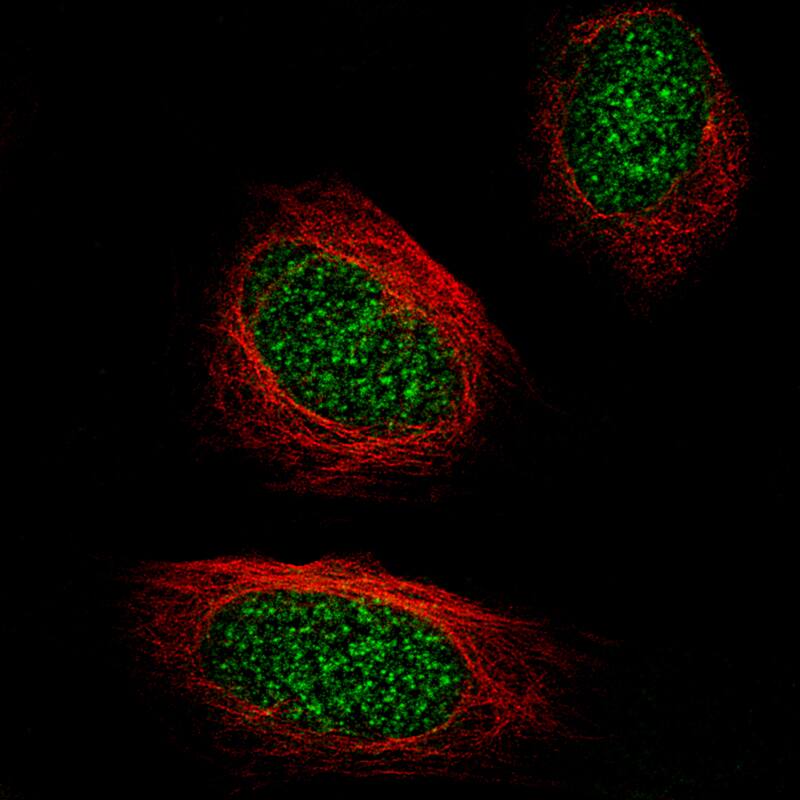 Staining of U-2 OS cells, showing specific staining in the nucleus in green. Microtubule- and nuclear probes are visualized in red and blue, respectively (where available).