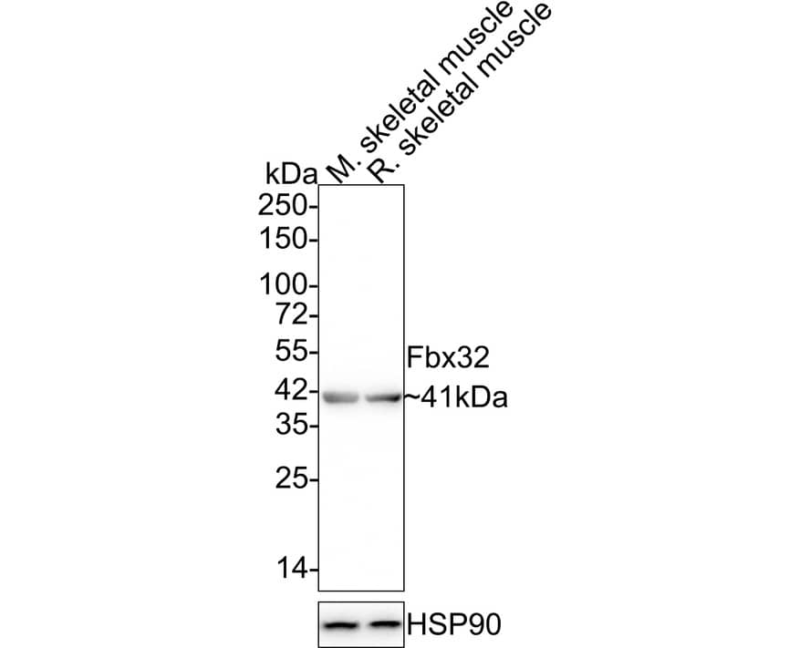 Western Blot Fbx32 Antibody (JE41-27)
