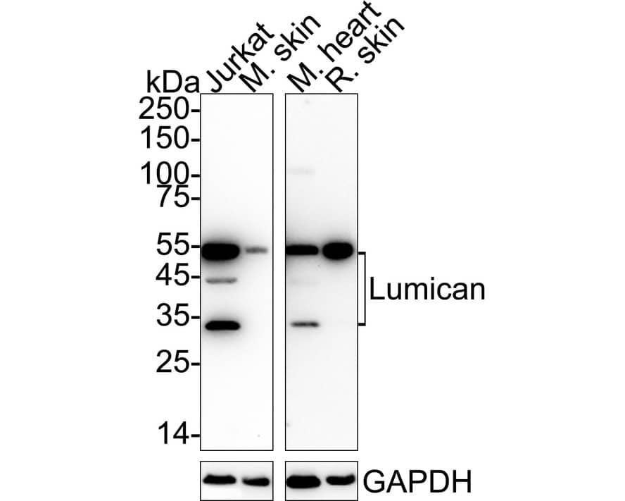 Western blot analysis on different lysates with NBP2-76847 at 1/1,000 dilution. Lane 1: Jurkat cell lysate (20 µg/Lane) Lane 2: Mouse skin tissue lysate (40 µg/Lane) Lane 3: Mouse heart tissue lysate (40 µg/Lane) Lane 4: Rat skin tissue lysate (40 µg/Lane) Predicted band size: 38 kDa Observed band size: 35-55 kDa Exposure time: Lane 1-2: 9 seconds; Lane 3-4: 3 minutes ;  4-20% SDS-PAGE gel. Proteins were transferred to a PVDF membrane and blocked with 5% NFDM/TBST for 1 hour at room temperature. NBP2-76847 at 1/1,000 dilution was used in 5% NFDM/TBST at 4℃ overnight. Goat Anti-Rabbit IgG [HRP] Secondary Antibody at 1/50,000 dilution was used for 1 hour at room temperature.