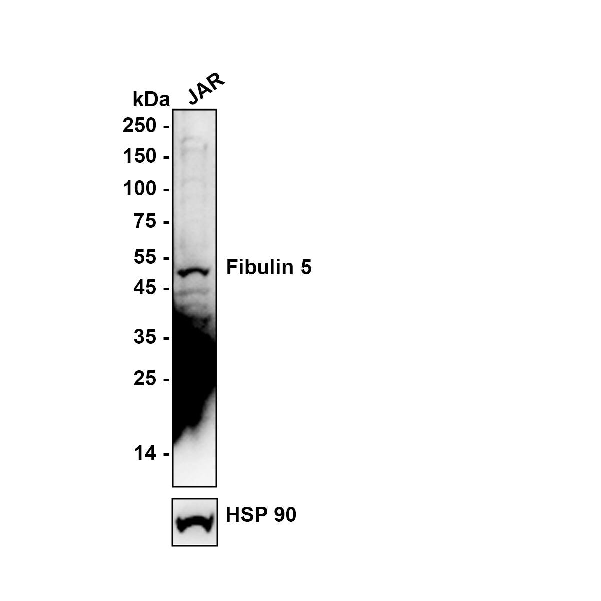 Western blot analysis on different lysates with NBP2-76929 at 1/1,000 dilution. Lane 1: JAR (human choriocarcinoma cells) cell tissue lysate Lysates/proteins at 20 µg/Lane. Exposure time: 1 minutes Blocking: 5% NFDM/TBST, 1 hour at room temperature Primary antibody: NBP2-76929, 1/1,000 in primary antibody dilution buffer, overnight at 4 ℃ Secondary antibody: Goat Anti-Rabbit IgG [HRP] Secondary Antibody, 1/50,000 in 5% NFDM/TBST, 1 hour at room temperature Predicted band size: 50.2 kDa Observed band size: 50 kDa