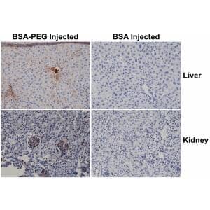 Immunohistochemistry-Paraffin: Polyethylene Glycol Antibody (RM105) [NBP2-77399] - Immunohistochemistry of mouse liver and kidney using Clone RM105. The mouse was injected with PEG-BSA or BSA for 3 hours before sampling.