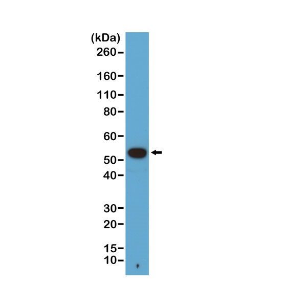 Western Blot: alpha Tubulin Antibody (RM113) [Biotin] [NBP2-77401] - Western blot of A431 cells, using NBP3-18536 at 1/1000 dilution, showed a band of alpha Tubulin at the predicted MW (~50 kDa).