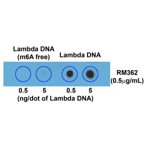 Dot Blot: N6-methyladenosine (m6A) Antibody (RM362) [NBP2-77425] - Dot blot of Lambda DNA without or with m6A, using NBP2-77425. The membrane was pre-spotted with lambda DNA. m6A-free DNA was isolated from bacteriophage lambda grown in an E. coli host-deficient in adenine methylase (dam-).