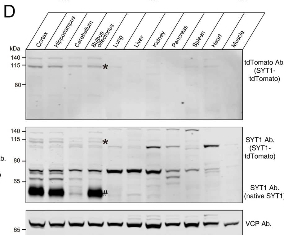 Construction of tdTomato-fused synaptotagmin-1 (Syt1-tdTomato) expression vector and transgenic fluorescent mice.(A) Schematic diagram of expression vector for generating Syt1-tdTomato transgenic mice. (B) The expression vector was digested by restriction enzymes for confirmation purposes. The size of enzyme digestion band (kb): (left) AvaI: 4.7/1.7/0.7/0.5; (middle) AflII/NcoI: 4.0/1.3/1.1/0.7/0.4/0.2; (right) NotI: 7.6. (C) Immunoblot analysis of protein in transgenic and wild-type mice brain. Equivalent amounts of protein were probed with antibodies to tdTomato and vasolin-containing protein (VCP, used as a loading control). (D) Immunoblot analysis of the expression of the transgenic protein in different tissues of Syt1-tdTomato transgenic mice. Equivalent amounts of protein were examined by immunoblotting with antibodies to tdTomato, SYT1, and VCP. Asterisk shows the band of SYT1-tdTomato and the hash shows the band of native SYT1.Figure 1—source data 1.The original gel of panels B, C and D.The original gel of panels B, C and D. Image collected and cropped by CiteAb from the following open publication (//elifesciences.org/articles/81884), licensed under a CC-BY license. Not internally tested by Novus Biologicals.