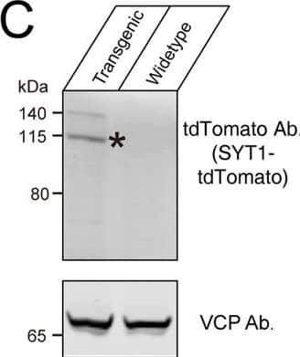 Construction of tdTomato-fused synaptotagmin-1 (Syt1-tdTomato) expression vector and transgenic fluorescent mice.(A) Schematic diagram of expression vector for generating Syt1-tdTomato transgenic mice. (B) The expression vector was digested by restriction enzymes for confirmation purposes. The size of enzyme digestion band (kb): (left) AvaI: 4.7/1.7/0.7/0.5; (middle) AflII/NcoI: 4.0/1.3/1.1/0.7/0.4/0.2; (right) NotI: 7.6. (C) Immunoblot analysis of protein in transgenic and wild-type mice brain. Equivalent amounts of protein were probed with antibodies to tdTomato and vasolin-containing protein (VCP, used as a loading control). (D) Immunoblot analysis of the expression of the transgenic protein in different tissues of Syt1-tdTomato transgenic mice. Equivalent amounts of protein were examined by immunoblotting with antibodies to tdTomato, SYT1, and VCP. Asterisk shows the band of SYT1-tdTomato and the hash shows the band of native SYT1.Figure 1—source data 1.The original gel of panels B, C and D.The original gel of panels B, C and D. Image collected and cropped by CiteAb from the following open publication (//elifesciences.org/articles/81884), licensed under a CC-BY license. Not internally tested by Novus Biologicals.