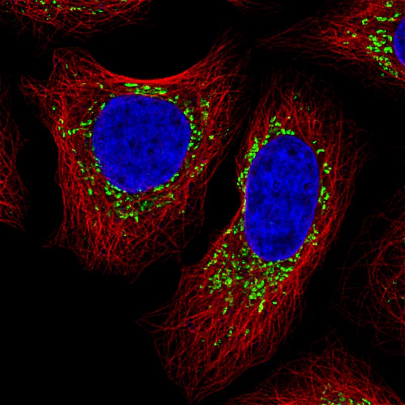Staining of MCF7 cells, showing specific staining in mitochondria in green. Microtubule- and nuclear probes are visualized in red and blue, respectively (where available).