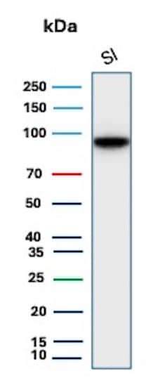 Western Blot Analysis of human Small Intestine tissue lysate using Cadherin-17 Antibody (CDH17/2618) - BSA Free.