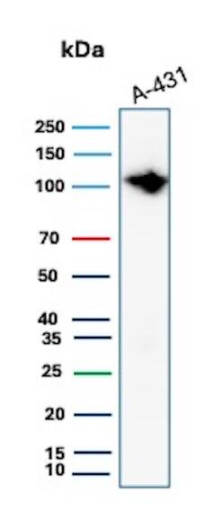 Western Blot Analysis of A-431 lysate using MCM6 Antibody (MCM6/2999) - Azide and BSA Free.