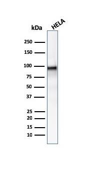Western blot analysis of Hela cell lysate using beta-Catenin Antibody (CTNNB1/2030R) - Azide and BSA Free.
