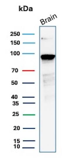 Western Blot Analysis of human brain lysate using beta-Catenin Antibody (CTNNB1/2030R) - Azide and BSA Free.