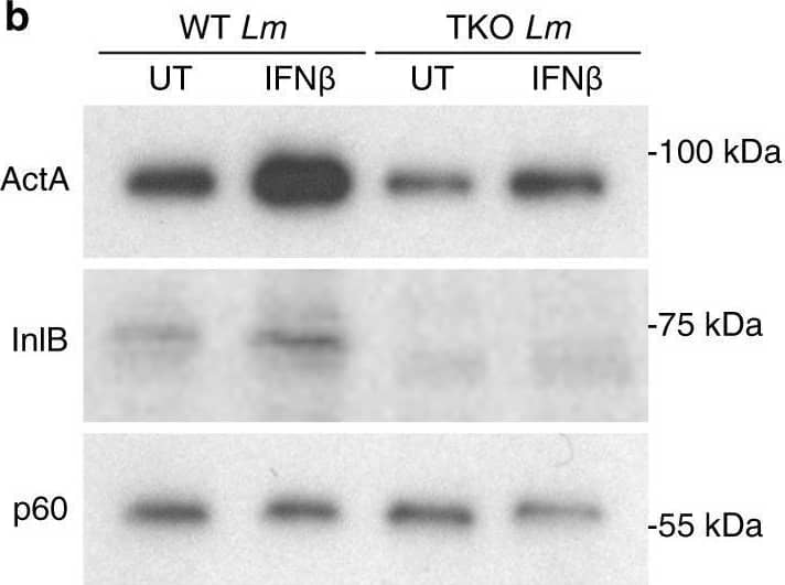Type I IFN suppresses Lm virulence factor degradation in phagosomes.a Schematic of experimental protocol detailing methods to obtain secreted and bacterial lysate fractions from BMDMs infected with indicated Lm strains. Representative images (b) and quantification (c) of ActA and InlB on the bacteria surface measured by western blot in BMDMs infected with indicated Lm strains 4 h p.i. Cell wall-associated protein p60 used as loading control. **P = 0.002, ****P  0.1301. Source data are provided as a Source Data file. Image collected and cropped by CiteAb from the following open publication (//pubmed.ncbi.nlm.nih.gov/34404769), licensed under a CC-BY license. Not internally tested by Novus Biologicals.