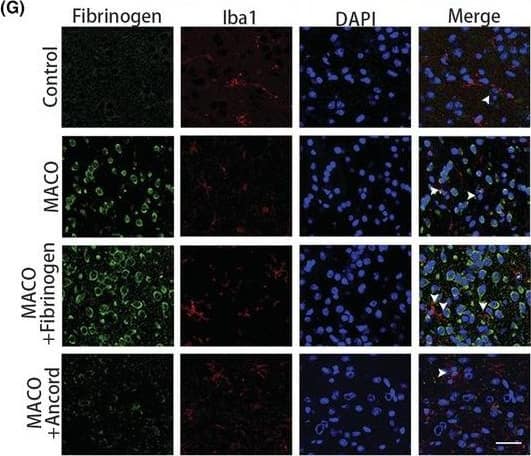 Fibrinogen deposition after ischemia. (A) Fibrinogen immunostaining (green) in the peri‐infarct areas at 1, 3, 7, and 14 days after MCAO and uninjured mice. Scale bar, 50 μm. (B) Quantification of fibrinogen immunoreactivity in the peri‐infarct areas per area. (C) Scheme illustrating MCAO on ancrod‐administered mice. (D) Enzyme‐linked immunosorbent assay quantification of fibrinogen. (E) Nestin (red) and fibrinogen (green) immunostainings in the peri‐infarct areas 3 days after MCAO. White arrowheads show the colocalization of nestin and fibrinogen. Scale bar, 25 μm. (F) GFAP (red) and fibrinogen (green) immunostainings in the peri‐infarct areas 3 days after MCAO. White arrowheads show the colocalization of GFAP and fibrinogen. Scale bar, 25 μm. (G) Iba1 (red) and fibrinogen (green) immunostainings in the peri‐infarct areas 3 days after MCAO. White arrowheads show the colocalization of Iba1 and fibrinogen. Scale bar, 25 μm. N = 6 mice. Data are presented as mean +/- SEM, one‐way ANOVA, *p < 0.05, **p < 0.01, ***p < 0.001. Image collected and cropped by CiteAb from the following open publication (//pubmed.ncbi.nlm.nih.gov/36756722), licensed under a CC-BY license. Not internally tested by Novus Biologicals.