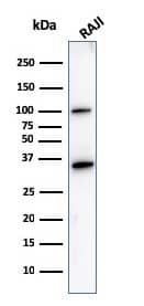 Western Blot Analysis of Raji cell lysate using CD20 Antibody (L26).