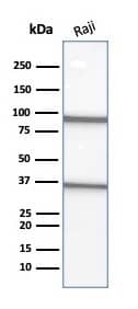 Western Blot Analysis of Raji cell lysate using CD20 Antibody (L26).