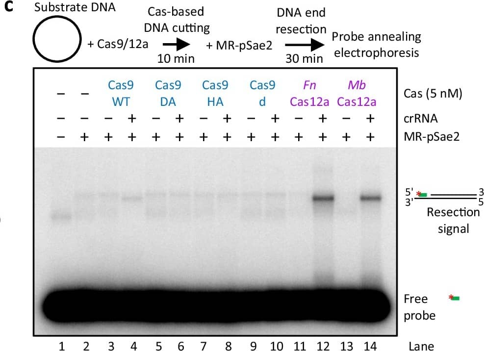 Cas9-dependent breaks are invisible to DNA end resection enzymes. See also Supplementary Fig. 1.a Sequence of a DNA segment within the ~2.4 kbp circular plasmid-based DNA substrate used for the Cas experiments. The sequence of the crRNAs is shown in bold for both Cas9 and Cas12a. The PAM sequence is underlined, and the arrowheads indicate the putative cleavage sites. The sequence in green corresponds to the radioactive probe that anneals to the substrates if resection has taken place. The red asterisk indicates the position of the radioactive label. b Representative agarose gel electrophoresis of the substrates treated with the indicated Cas variants. The separation was performed on a 1% TAE gel in the presence of GelRed. The position of the various products is indicated. DA: Cas9 D10A; HA: Cas9 H840A; d: catalytically inactive Cas9; Fn: Francisella novicida Cas12a; Mb: Moraxella bovoculi Cas12a. A representative of two independent experiments is shown. c Top, a schematic overview of the assay. Bottom, representative annealing DNA end resection assay showing resection by the MRE11 complex (25 nM Mre11-Rad50 with 200 nM phosphorylated Sae2, MR-pSae2) of plasmid-based DNA substrate treated with the indicated Cas variants. The probe anneals 92 bp away from the cleavage site for Cas9 and 106 bp for Cas12a. A representative of two independent experiments is shown. d Representative Exo1-MR-pSae2-mediated resection of the plasmid-based DNA substrate treated with EcoRV, Cas9, or Cas12a, as indicated. DNA was stained with GelRed (Biotium). The DNA products, constituted mostly by mono- and dinucleotides, are not stained effectively by the dye. A representative of two independent experiments is shown. Source data are provided as a Source Data file. Image collected and cropped by CiteAb from the following open publication (//www.nature.com/articles/s41467-024-50080-y), licensed under a CC-BY license. Not internally tested by Novus Biologicals.