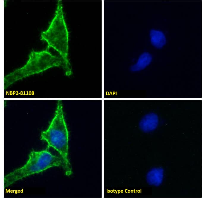 Immunocytochemistry /Immunofluorescence: CD98 Antibody (HBJ127) - Azide and BSA Free [NBP2-81108] - Immunofluorescence staining of fixed HeLa cells with  [NBP2-81108]. Immunofluorescence analysis of paraformaldehyde fixed HeLa cells on Shi-fix coverslips, permeabilized with 0.15% Triton and stained with NBP2-81108 at 10 ug/ml for 1h followed by Alexa Fluor 488 secondary antibody (2 ug/ml), showing membrane staining. The nuclear stain is DAPI (blue). Panels show from left-right, top-bottom NBP2-81108, DAPI, merged channels and an isotype control. The isotype control was stained with an unknown specificity antibody followed by Alexa Fluor 488 secondary antibody.