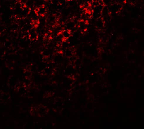 Immunocytochemistry/ Immunofluorescence: ATG101 Antibody - BSA Free [NBP2-81705] - Immunofluorescence of ATG101 in mouse liver tissue with ATG101 antibody at 20 ug/mL.