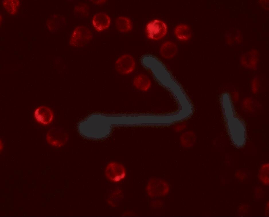 Immunocytochemistry/ Immunofluorescence: ATG2B Antibody - BSA Free [NBP2-81706] - Immunofluorescence of ATG2B in K562 cells with ATG2B antibody at 20 ug/mL.