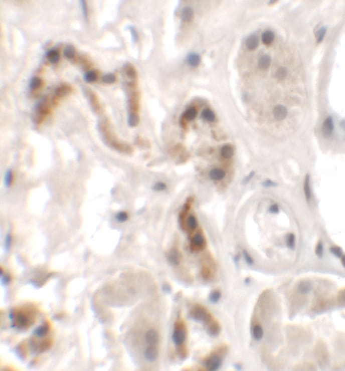 Immunohistochemistry DBX1 Antibody - BSA Free