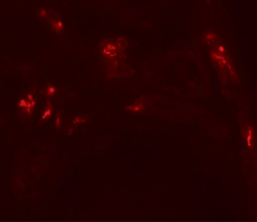 Immunocytochemistry/ Immunofluorescence DBX1 Antibody - BSA Free