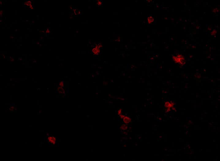 Immunocytochemistry/ Immunofluorescence: FEZ2 Antibody - BSA Free [NBP2-81716] - Immunofluorescence of human brain tissue using FEZ25 antibody at 5 u/mL.