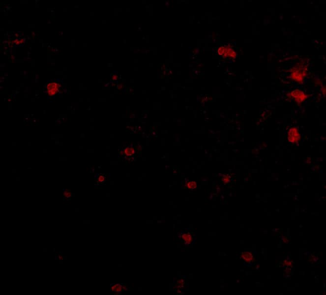 Immunocytochemistry/ Immunofluorescence: FEZ2 Antibody - BSA Free [NBP2-81717] - Immunofluorescence of human brain tissue using FEZ2 antibody at 5 ug/mL.