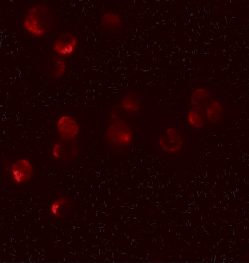 Immunocytochemistry/ Immunofluorescence: HIGD1A Antibody - BSA Free [NBP2-81721] - Immunofluorescence of HIGD1A in 293 cells tissue with HIGD1A antibody at 10 ug/mL.