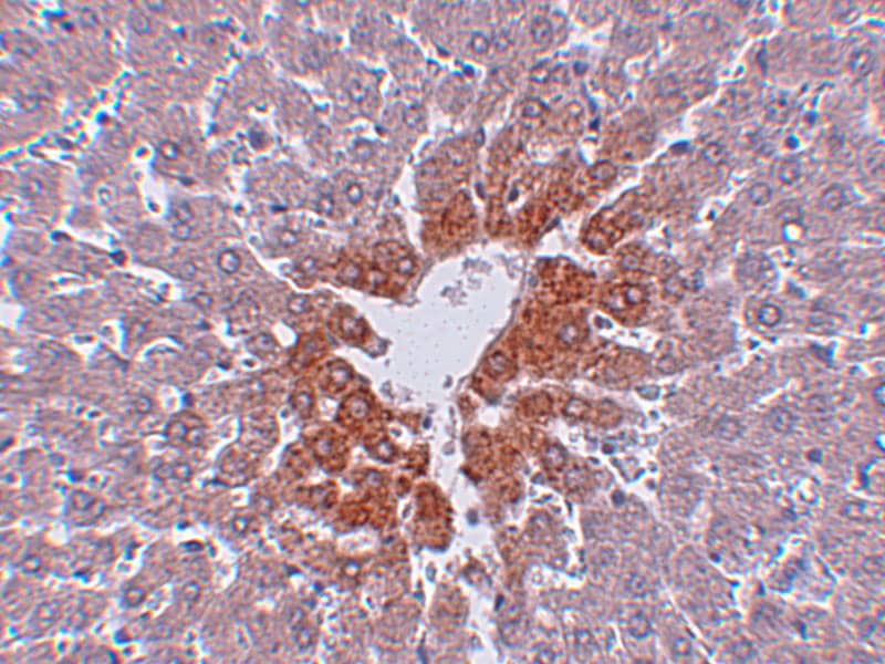 Immunohistochemistry: JMJD7 Antibody - BSA Free [NBP2-81724] - Immunohistochemistry of JMJD7 in rat liver tissue with JMJD7 antibody at 2.5 u/mL.