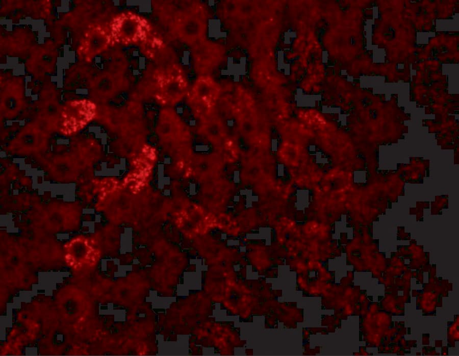 Immunocytochemistry/ Immunofluorescence: JMJD7 Antibody - BSA Free [NBP2-81724] - Immunofluorescence of JMJD7 in rat liver tissue with JMJD7 antibody at 20 ug/mL.