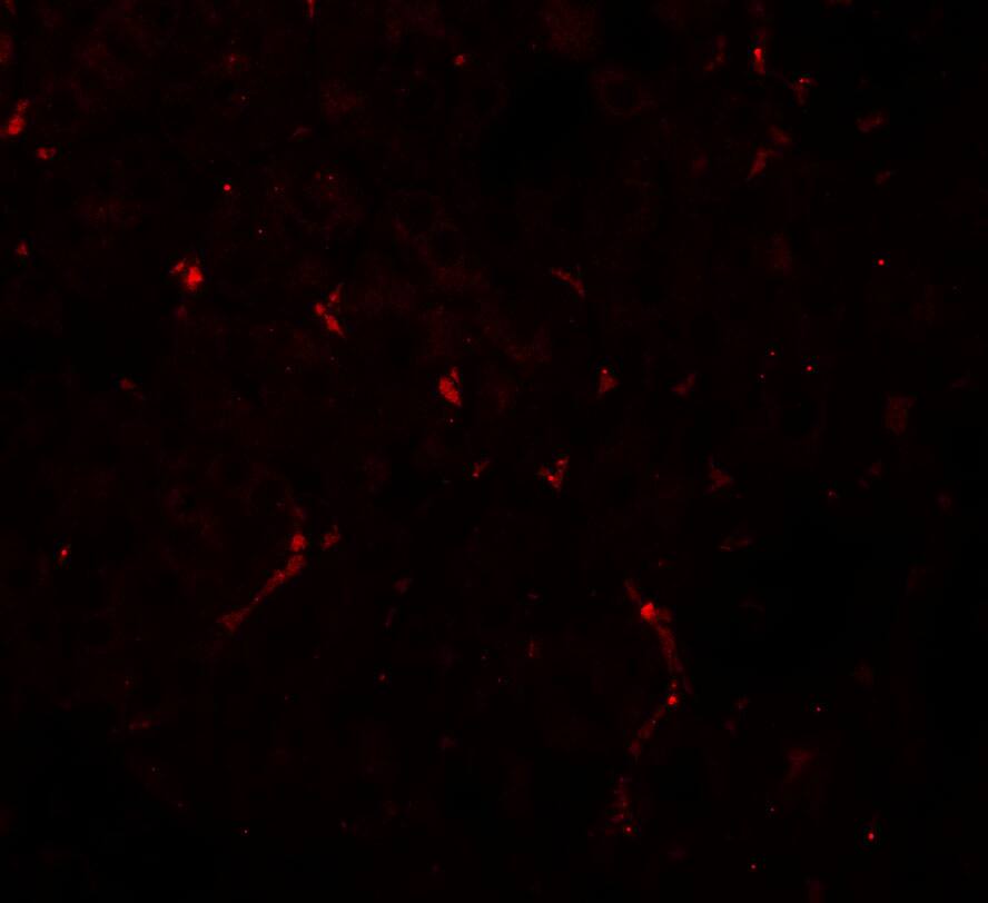 Immunocytochemistry/ Immunofluorescence: NOSTRIN Antibody - BSA Free [NBP2-81749] - Immunofluorescence of NOSTRIN in mouse kidney tissue with NOSTRIN antibody at 20 u/ml.